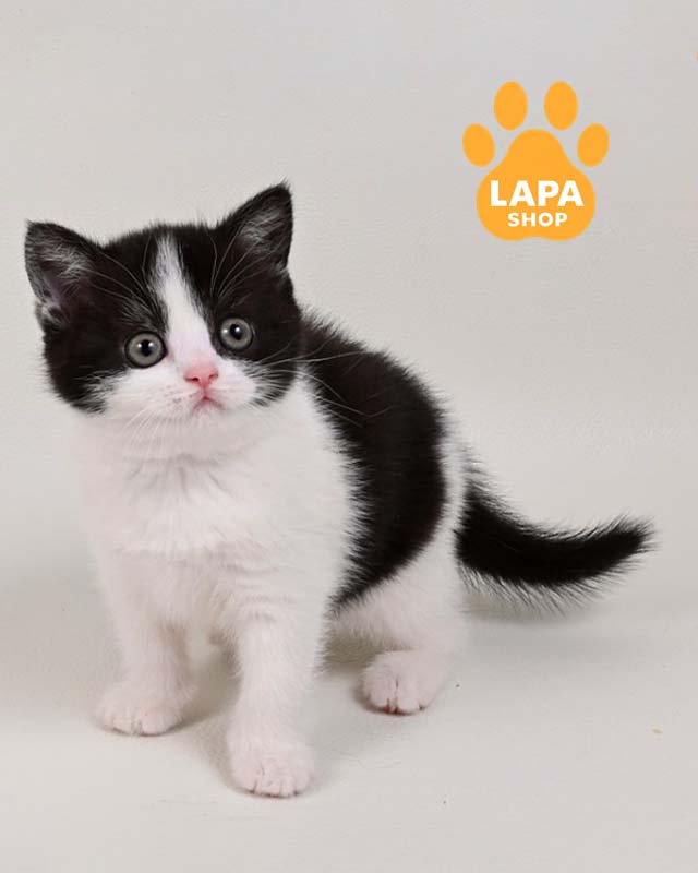 mia9