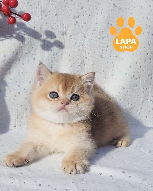 Sweet Mira is a Golden Scottish Straight Kitty in Looking For a Loving Family mira