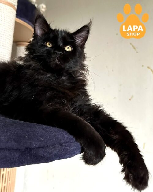 Luxurious Black Smoke Maine Coon Mort Is Waiting for His Family mort8
