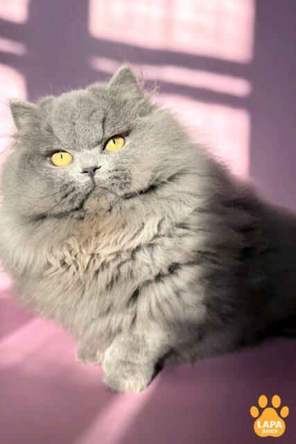 Munchkin Boss is a Blue Handsome Kitten in a Fluffy Fur Coat and Short Paws