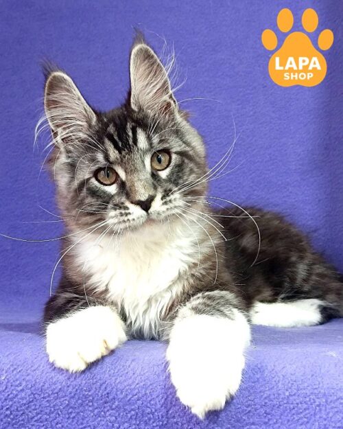 Maine Coon Ozzie is a Very Gentle Handsome Cat Who Loves to Fall Asleep in Your Arms