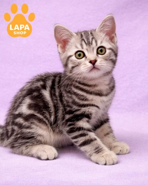 Penny — мила американська короткошерста красуня