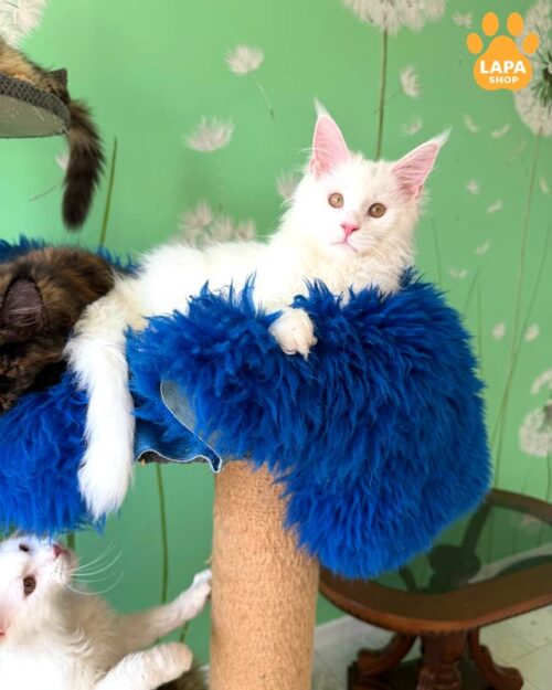 Piers is a Gentle and Intelligent Handsome Maine Coon in a Snow-White Coat Looking for a Good Family piers2