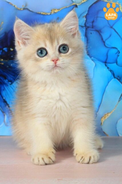 British Beauty Queen is a Sweet Sun With a Soft Fur Coat queen3