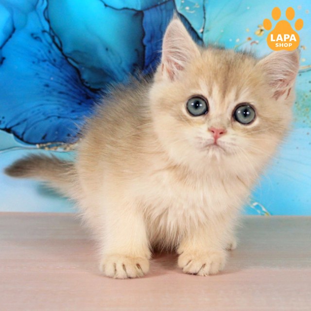 queen8