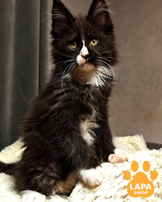 Sirius 3