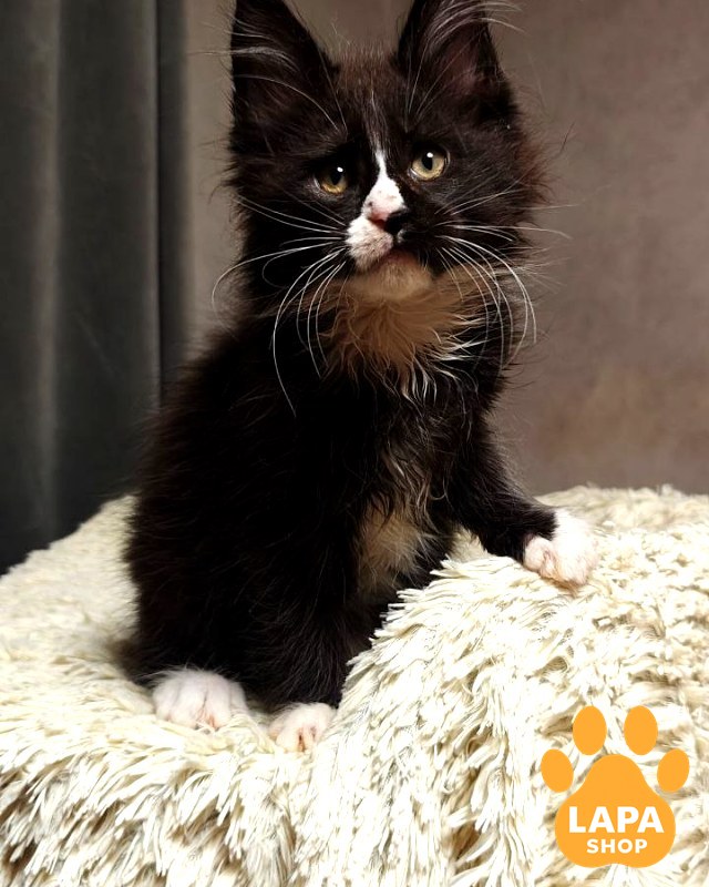 Sirius