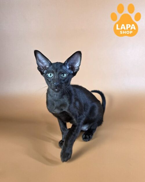 Oriental Sirnik is a Graceful Cat With a Deep Rich Black Color sirnik4