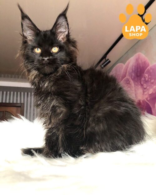 Black Handsome Maine Coon Vesper Blak Is Waiting for a Family test breed test 01 4 1
