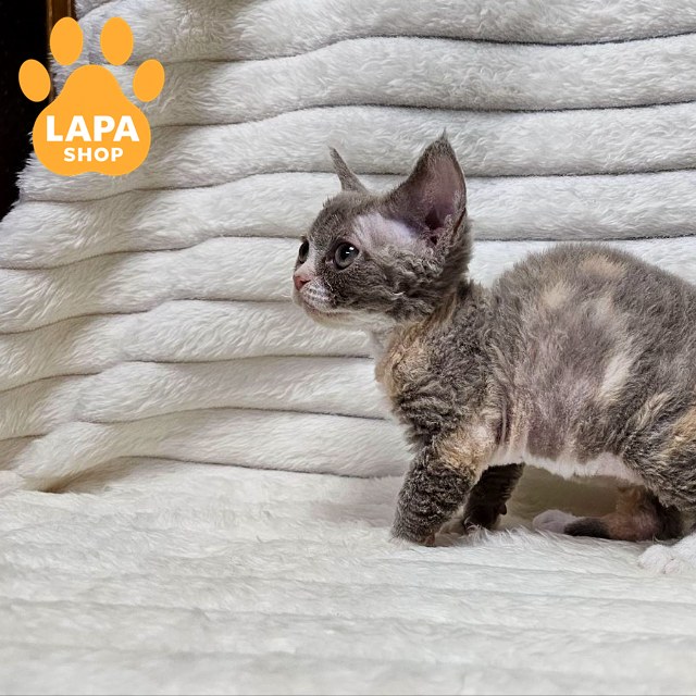 test-breed-test-02 (2)
