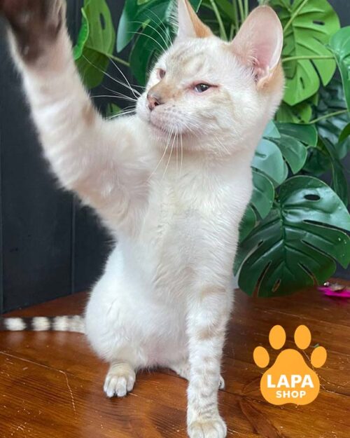 https://lapa.shop/wp-content/uploads/2026/04/toyger-spike0.mp4