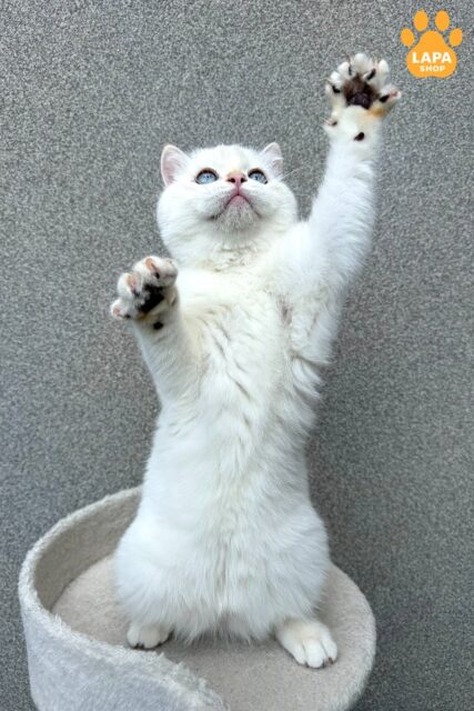 Charming Scottish Straight Tvist: A Blue-Eyed Wonder Awaiting a Home