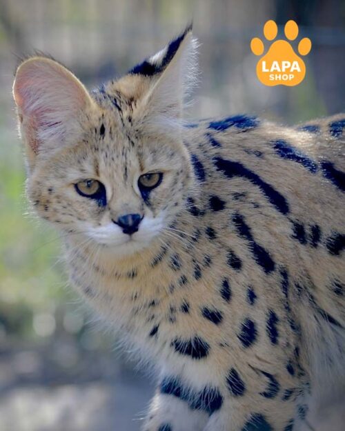 Serval Veronica is a Graceful Beauty in a Spectacular Color