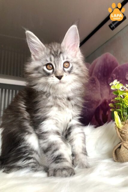 Adorable Maine Coon Kitten in a Spectacular Fur Coat Whisper