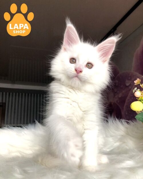 Snow-White Maine Coon White Angel — a Gentle Giant With a Kind Heart