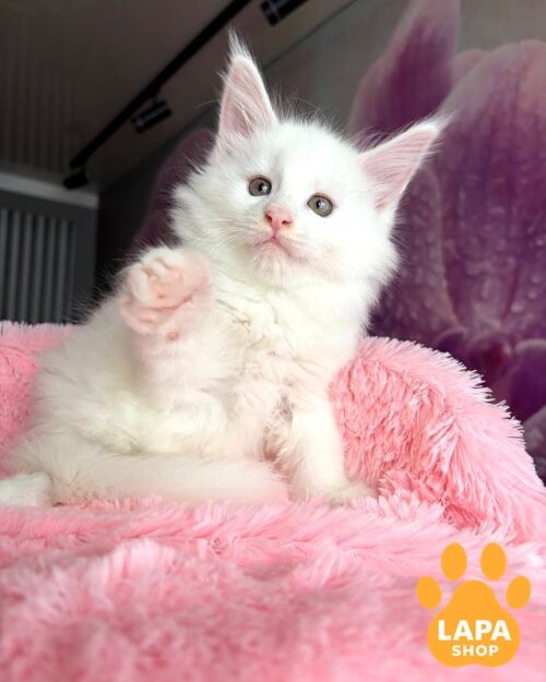 Snow-White Handsome Maine Coon Winter Will Enchant You at First Sight winter 1