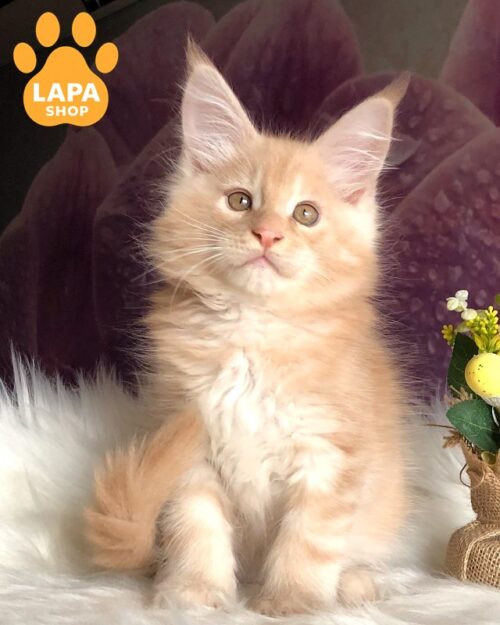 Cream Maine Coon Wonder is Waiting for His family