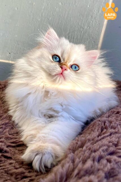 Very Tame British Handsome Kitten Zefir With Bright Blue Eyes zefir900