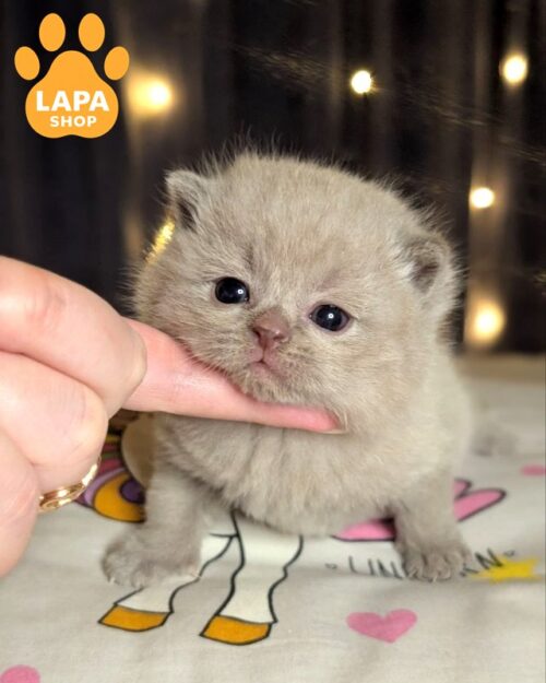 Adorable Lilac Scottish Straight Kitten Zeus with a Gentle Coat