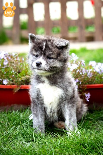 akita blyu-brindl
