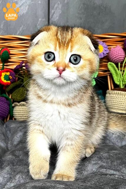 Charming Scottish Fold Konan with Folded Ears