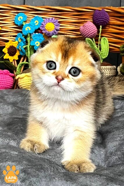 Spectacular Scottish Fold Kitten King with Cute Eyes 1778075596358 u4za skotish fold king 01