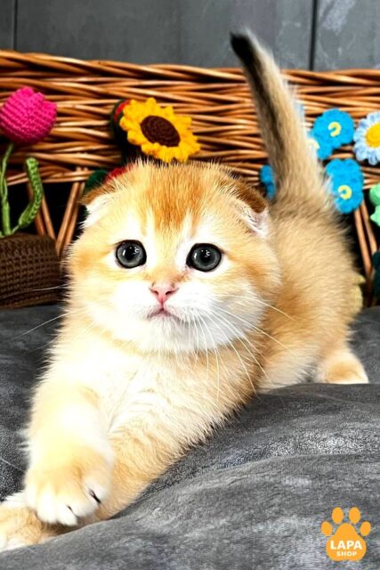 Golden Shimmering Beauty — Scottish Fold Kerry 1778080348873 6c3o skotish fold kerry 01