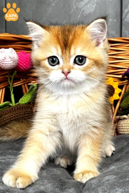 Cute Scottish Straight Kitty Kelly — Gentle Treasure in a Precious Golden Fur Coat 1778081444197 oimy skotish strayt kelly 01