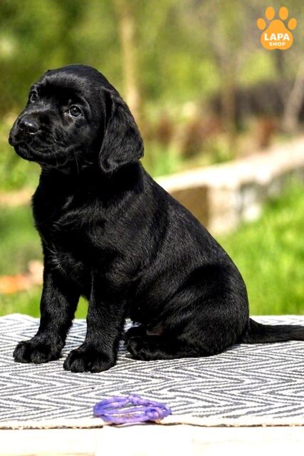 labrador-retryver chorne