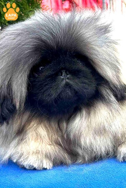 pekines paleve-z-maskoyu
