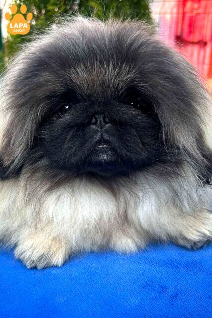 pekines paleve-z-maskoyu