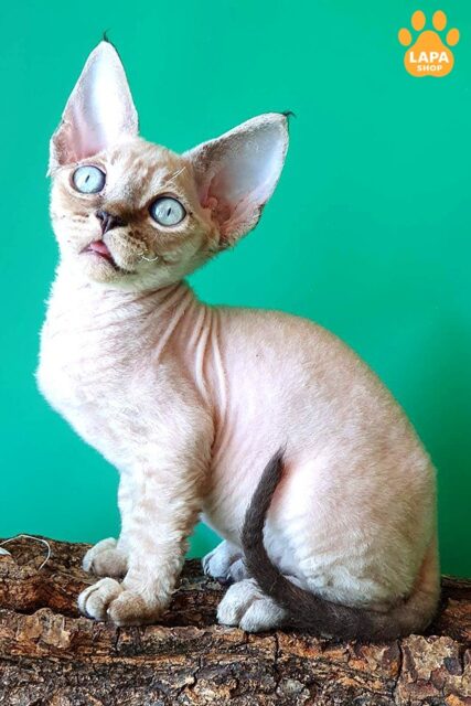 devon-reks sil-tabi-poynt-n-21-33