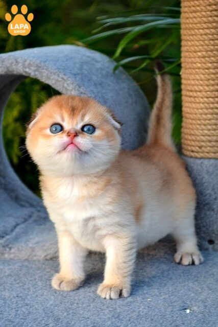 Cute Scottish Fold Kitten Garfild in a Plush Golden Coat 1778232991746 vbju skotish fold garfild 01