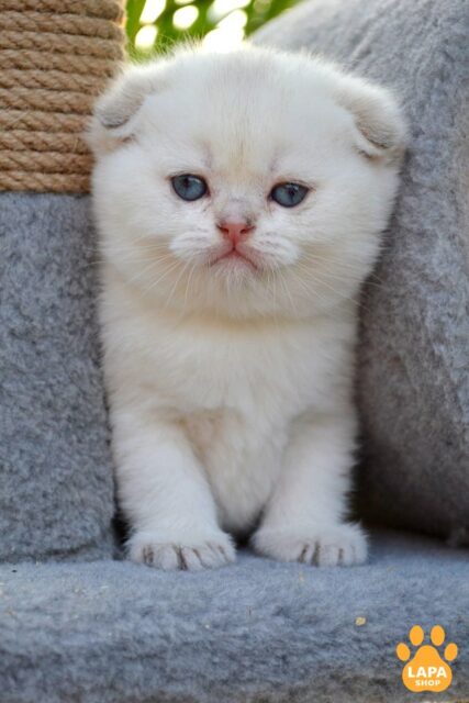 skotish-fold chornyy-zolotyy-zatushovanyy-k