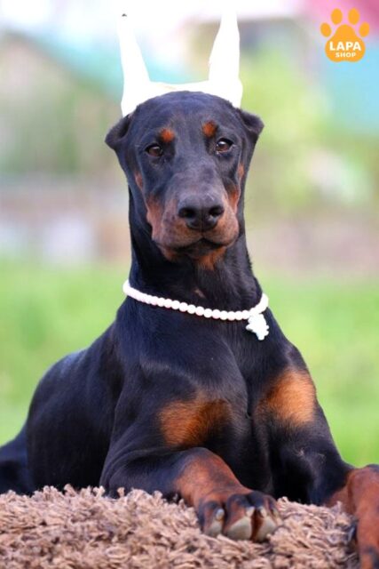 doberman chorne-pidpale