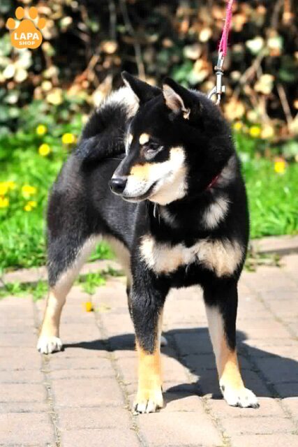 shyba-inu chorne-pidpale
