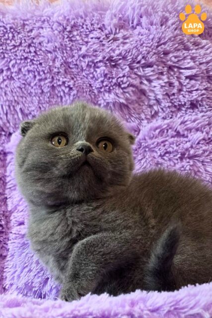 Blue Handsome Scottish Fold Tom is Waiting for His Family 1779095371108 t7kz skotish fold tom 01