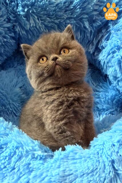 Blue beauty Scottish Fold Terra 1779096646912 ssp7 skotish fold terra 01