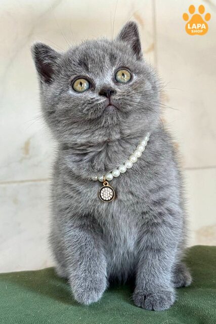 brytanska-korotkoshersta blakytne-a