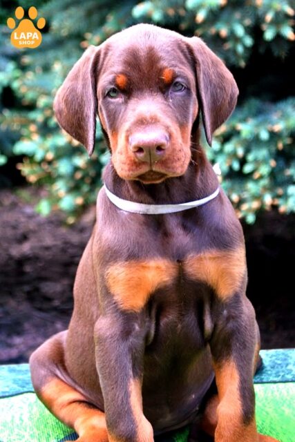 doberman korychnevo-pidpale