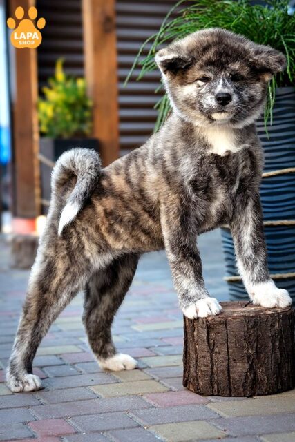 akita tyhrove