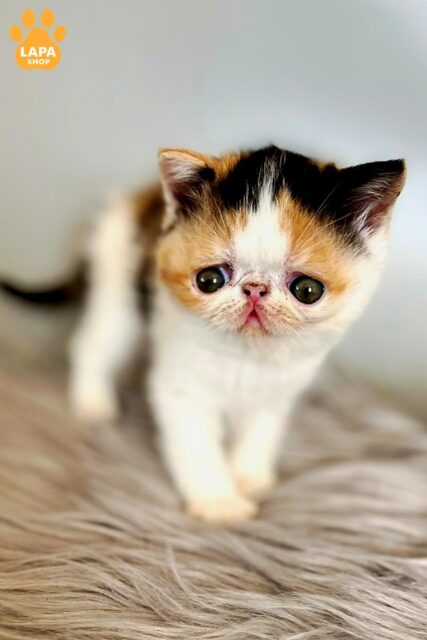 Exotic Kitten with Cute Eyes 1779958688382 i021 ekzotychna korotkoshersta bez imeni 01