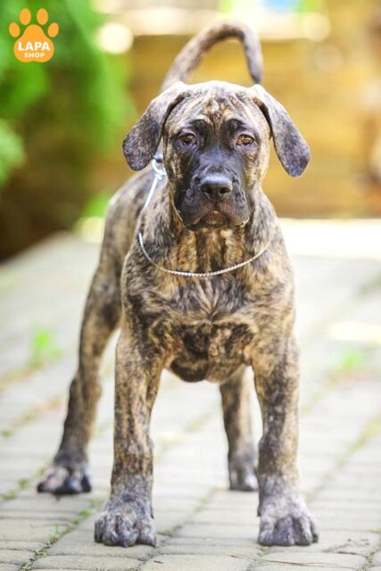kanarskyy-doh tyhrove