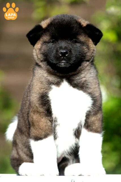 amerykanska-akita siryy-z-bilym