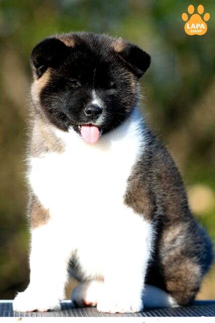 amerykanska-akita siryy-z-bilym