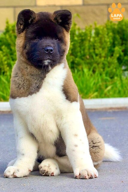 amerykanska-akita siryy-z-bilym