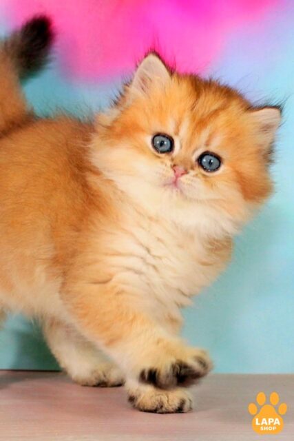 British Longhair Cat Romeo in a Golden Fur Coat 1780139458981 g2ft brytanska dovhoshersta romeo 01