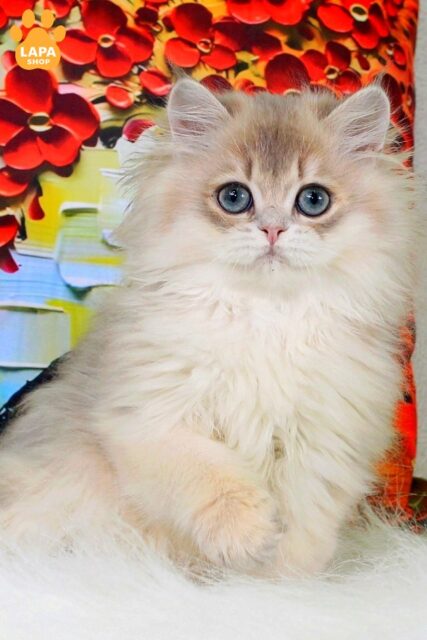 British Longhair Kitten Peach with a Stunning Plush Coat 1780140876081 5tys brytanska korotkoshersta peach 01