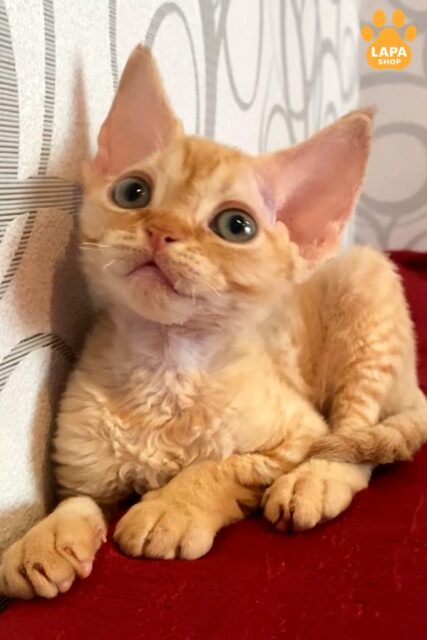 Эффектный рыжий красавец — котенок девон-рекс Adam adam