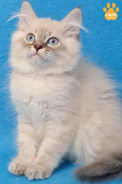 Siberian Handsome Angel – a Gentle Kitten is Awaiting You